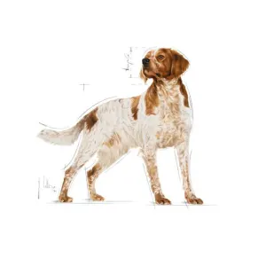 Royal Canin Medium Adult Wet Dog Food for medium breeds
