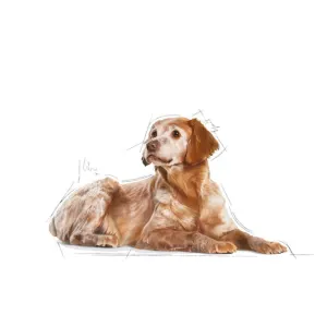 Royal Canin Medium Ageing Wet Dog Food medium breed dogs