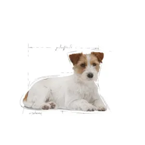 Royal Canin Mini Ageing Wet Dog Food for mini breeds of dogs
