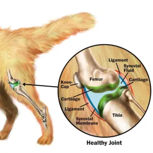 GCS-Cat Omega Gel Joint Supplement for Cats helath joint care