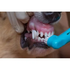 Pet Dent Fingerbrush for Dogs and Cats blue lifestyle