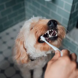 M-Pets whitening Dental Care Set for clean teeth