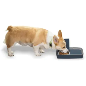 Digital 2 Meal Pet Feeder Life style with corgie