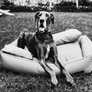 Huntlea Dog Koletto Bolster Bed lifestyle image with large breed dog lying in bed on grass