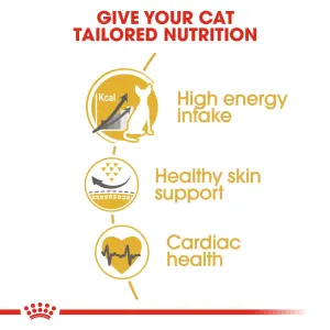 3 Main Benefits of Royal Canin Sphynx Cat Food