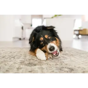 dog chewing on antler treat border collie