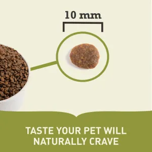 bowl of kibble and single kibble indicating size