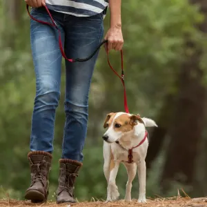 dog walking with red control lead