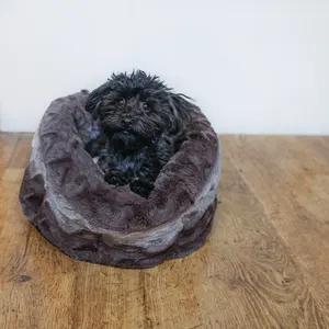 Snuggle Plush Pet Bed - Grey & Cream lifestyle with dog