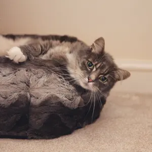 cat laying in snuggle plush bed