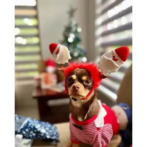 small dog with santa claus headband and outfit