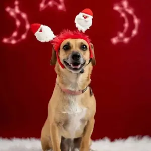 medium dog wearing santa claus headband facing camera