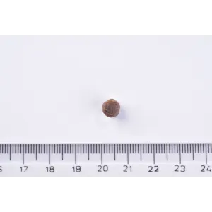Photo of Brit Premium Kitten food kibble next to a ruler