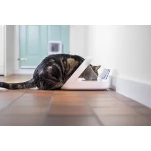 Lifestyle Cat eating out of pet feeder