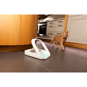 Ginger Cat next to pet feeder side profile
