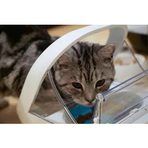 Cat eating out a Surefeed Microchip Pet Feeder Connect with blue bowl
