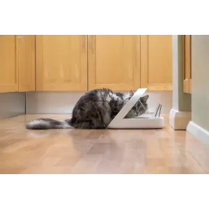 Grey coloured eating out of a Surefeed Microchip Pet Feeder Connect