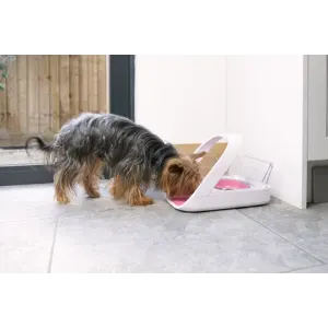 Yorkie eating out of a Surefeed Microchip Pet Feeder Connect