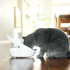 Lifestyle Grey Cat drinking out of Felaqua Connect Drink Monitoring Bowl