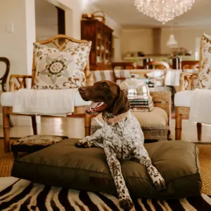 Huntlea Dog Kalahari Orthopaedic Bed lifestyle image with spotted dog lying on bed