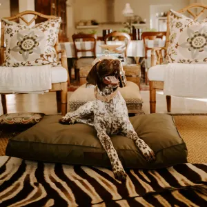 Huntlea Dog Kalahari Orthopaedic Bed lifestyle with spotted medium breed dog lying on bed in lounge