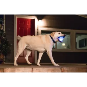 dog walking with white strobe ball in its mouth