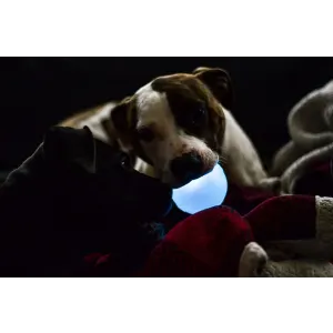 two dogs playing in the dark with white strobe ball