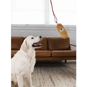 golden lab with beaver replacement