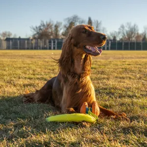 dog laying on grass with toy in between its paws