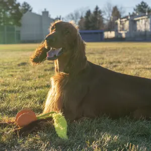 dog laying on grass with toy in between its paws - side view