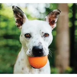 dog with orange ball in mouth