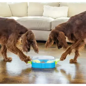 two medium breed dogs playing together with the toy