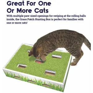 cat playing with box and info about sharing toy with multiple cats