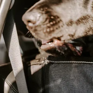 rear straps on back headrest