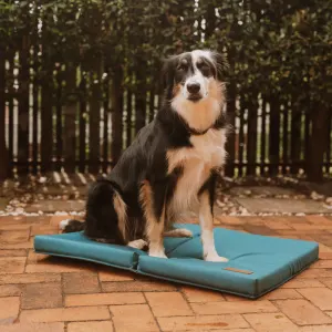 dog sitting on mat