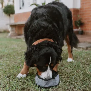 large breed dog drinking from charcoal bowl