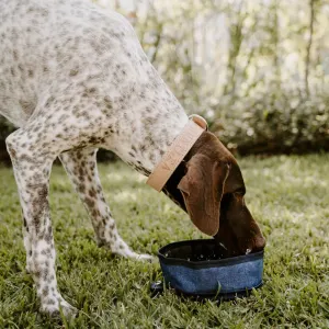 medium breed dog drinking from navy bowl
