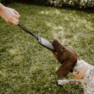 dog playing by tugging on the toy while owner pulls on the handle