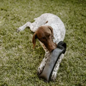 dog nibbling on toy in between front paws