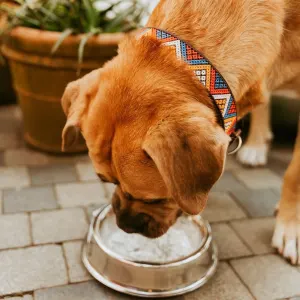 medium dog drinking while wearing brown collar