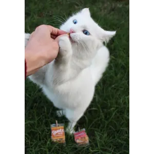 white cat snacking on the treats