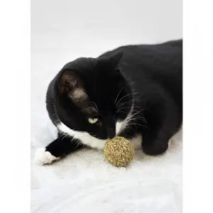 black cat playing with single ball