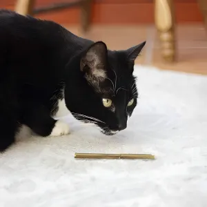 black cat with one catnip stick