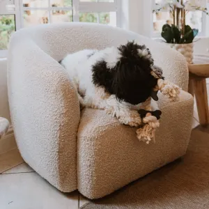 dog sitting on sofa playing with the bone rope toy