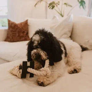 dog laying on sofa playing with the H rope toy