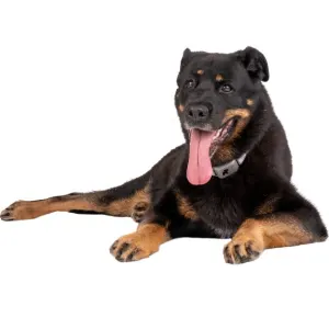 large dog wearing the collar