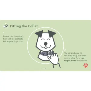 ensuring the collar fits your dog correctly