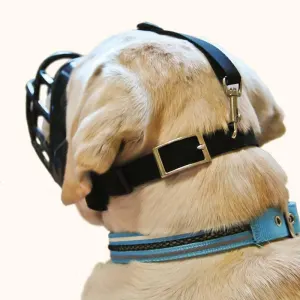 back view of muzzle on large dog