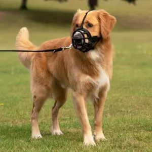 large breed dog wearing muzzle in open space outside