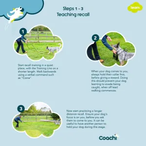 steps for teachign a dog recall 1 - 3